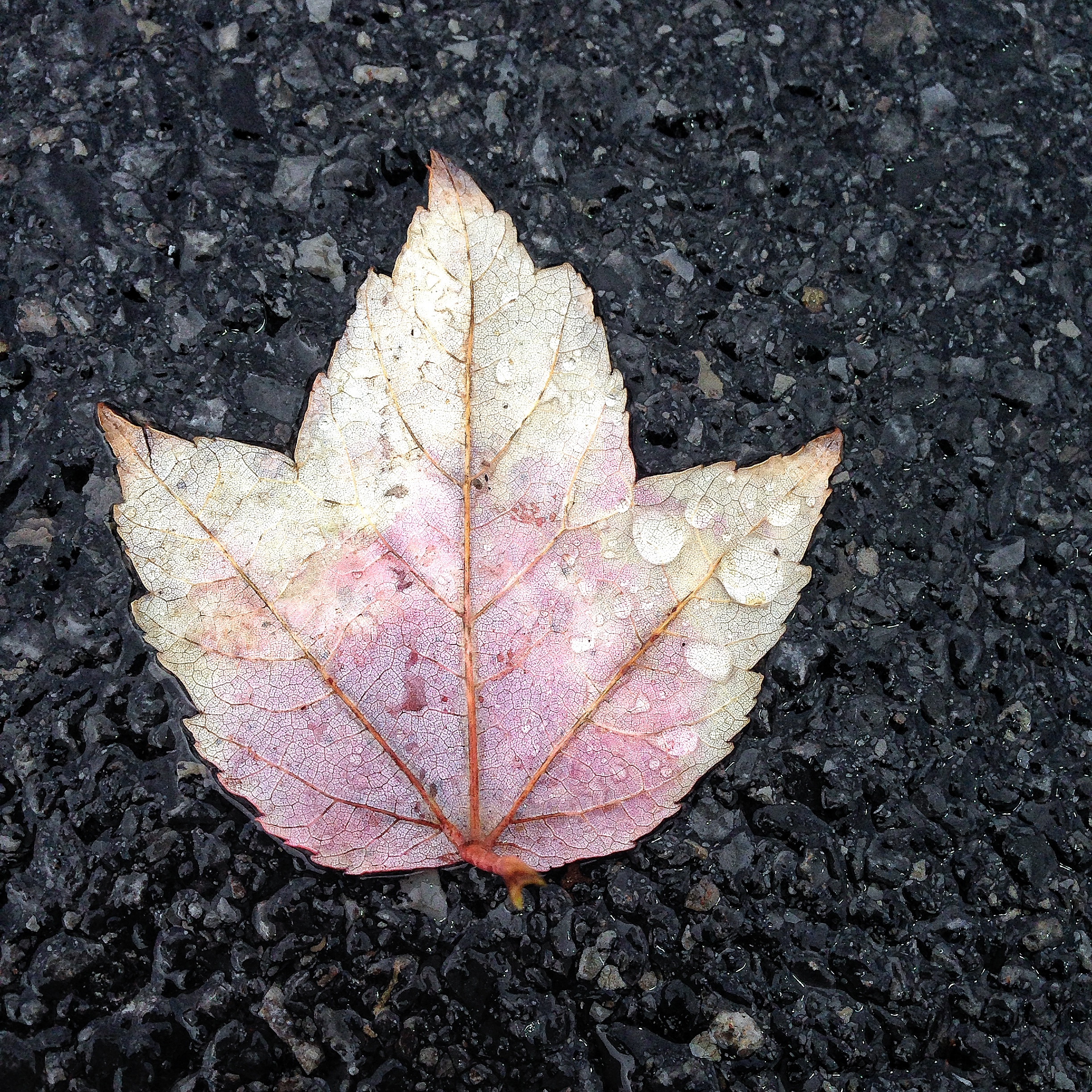 Fall Leaf